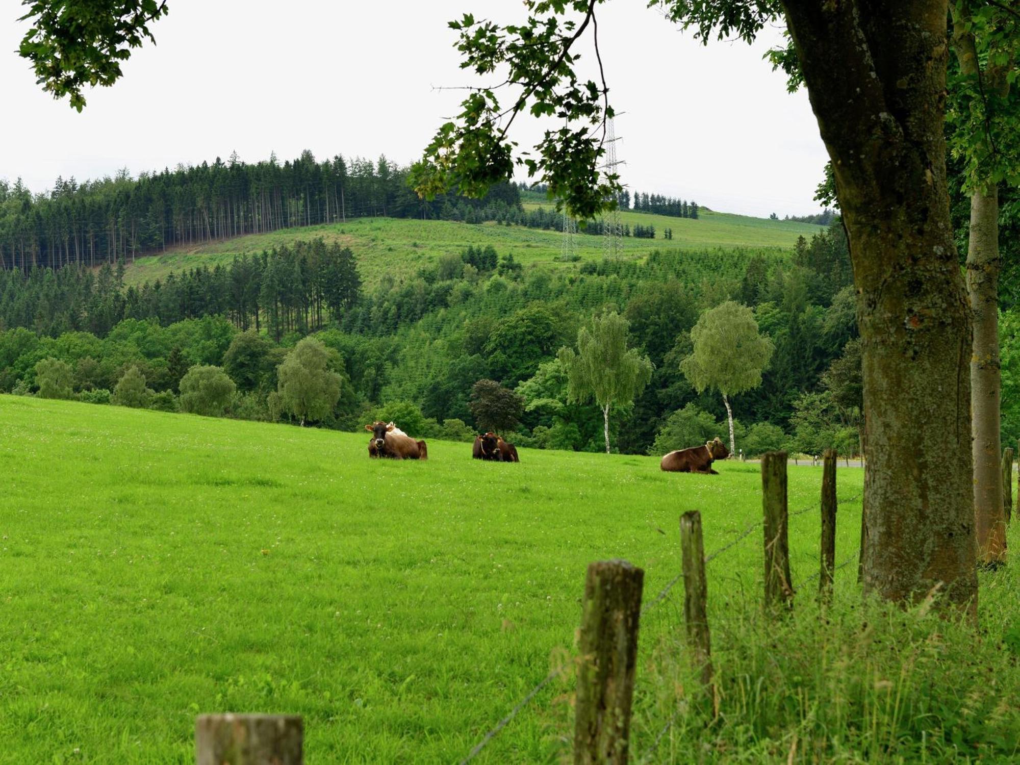 Cozy Holiday Home With Wifi In Hochsauerland Elpe Zewnętrze zdjęcie